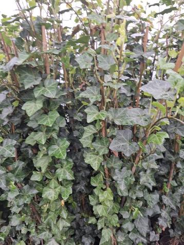hedera plattensee beschikbaar voor biedingen