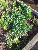 Meerjarig vergeet-mij-nietje, Omphalodes verna, lentevergeet, Ophalen, Bodembedekkers, Vaste plant, Volledige schaduw