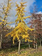 Boom kappen omgeving drenthe Groningen, Ophalen of Verzenden, Volle zon, Overige soorten