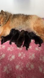 Mini chow chow “ teddydog “, Dieren en Toebehoren, 8 tot 15 weken, Meerdere, Meerdere dieren, Nederland