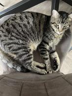 Kat. Europese korthaar. Grijs/wit, Dieren en Toebehoren, Katten en Kittens | Raskatten | Korthaar, Kater, Gechipt, 3 tot 5 jaar