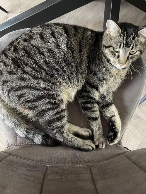 Kat. Europese korthaar. Grijs/wit, Dieren en Toebehoren, Katten en Kittens | Raskatten | Korthaar, Kater, 3 tot 5 jaar, Gechipt