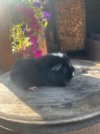 Leuk cavia zeugje, Cavia, Vrouwelijk, Januari, Tam