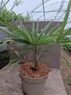 Mooie trachycarpus fortunei, Ophalen of Verzenden, Overige soorten, Halfschaduw