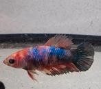 betta vrouw candy koi multicolor, Dieren en Toebehoren, Vissen | Aquariumvissen, Vis