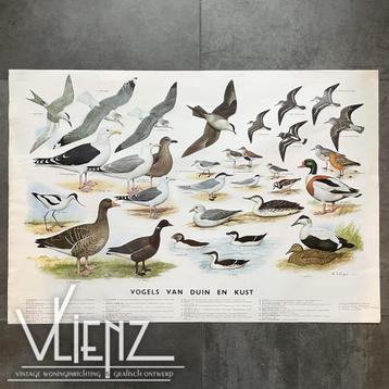 Vintage, retro schoolposter Vogels van duin en kust beschikbaar voor biedingen