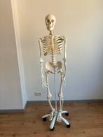 Anatomisch skelet op wielbasis, Ophalen of Verzenden, Nieuw