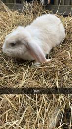 Franse hagoor rammen, Dieren en Toebehoren, Konijnen, Meerdere dieren, Groot, Hangoor, 0 tot 2 jaar