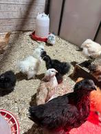 Duitse faverolles te koop, Dieren en Toebehoren, Pluimvee, Vrouwelijk, Kip