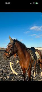 Eskadorn set ., Dieren en Toebehoren, Ophalen of Verzenden, Zo goed als nieuw