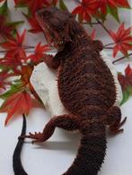 Tamme baardagaam met of zonder compleet ingericht terrarium, Dieren en Toebehoren, Reptielen en Amfibieën, Hagedis, 0 tot 2 jaar