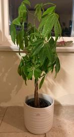Pachira (Money tree) met pot, Huis en Inrichting, Kamerplanten, Ophalen, 100 tot 150 cm, Overige soorten, Halfschaduw