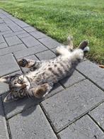 Kittens met tijgervacht