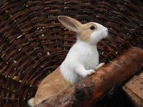 Hollander konijnen | Meerdere kleuren | Passend advies, Dieren en Toebehoren, Pluimvee, Overige soorten, Meerdere dieren
