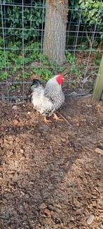 Te koop mooie wyandotte en cochin krielkippen + ren., Dieren en Toebehoren, Meerdere dieren, Kip