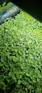 Snel groeiende aquarium planten, Dieren en Toebehoren, Vissen | Aquaria en Toebehoren, Ophalen of Verzenden, Plant(en), Steen of Hout