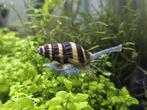 Helenaslakken/Assassin snails/slak etende slakken, Dieren en Toebehoren, Slak of Weekdier, Zoetwatervis