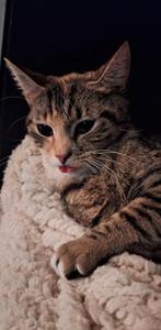 Kleine poes, 2 jr oud. aangeboden, Poes