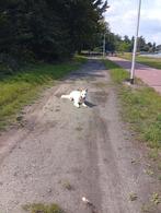 Witte Herder, Dieren en Toebehoren, CDV (hondenziekte), 1 tot 2 jaar, Eén hond, Nederland