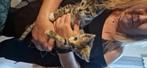 Kittens te koop, Dieren en Toebehoren, Geslacht onbekend