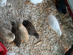 Chinese kwartels, Dieren en Toebehoren, Vogels | Overige Vogels, Meerdere dieren, Tropenvogel