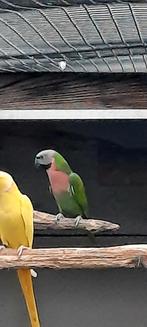 Rozeborst baardparkiet, Dieren en Toebehoren, Vogels | Parkieten en Papegaaien, Vrouwelijk, Parkiet, Geringd