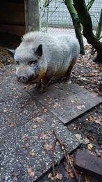 Ter overname 2 lieve hangbuikzwijntjes, Dieren en Toebehoren, Schapen, Geiten en Varkens, Mannelijk, Varken