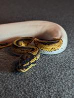 1.0 Male Piebald het Desert Ghost het Clown ball python, Slang, Tam, 0 tot 2 jaar