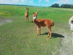 Alpaca merrie, Dieren en Toebehoren, Overige Dieren, Juli, Vrouwelijk