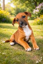 Tosa Inu x Old Englisch Bulldog, Dieren en Toebehoren, België, Particulier, 8 tot 15 weken, Meerdere