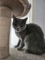 Britse Korthaar "Mila", Dieren en Toebehoren, Katten en Kittens | Raskatten | Korthaar, Poes, Gechipt, 0 tot 2 jaar