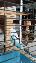 Enkele Parkiet aangeboden., Dieren en Toebehoren, Vogels | Parkieten en Papegaaien, Mannelijk, Parkiet