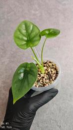 Alocasia Lukiwan, Ophalen of Verzenden, Overige soorten, Minder dan 100 cm