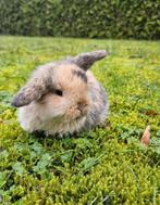 Mini Lop babykonijntjes zoeken een liefdevol thuis, Dieren en Toebehoren, Meerdere dieren, Dwerg, Hangoor, 0 tot 2 jaar