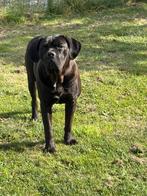 Cane corso teefje met stamboom, Nederland, Overige rassen, CDV (hondenziekte), Meerdere