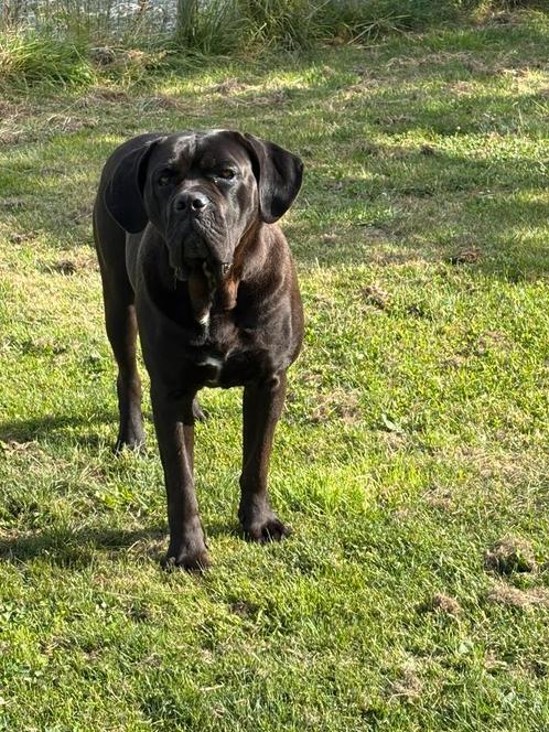 Cane corso teefje met stamboom, Dieren en Toebehoren, Honden | Bulldogs, Pinschers en Molossers, Overige rassen, Fokker | Professioneel