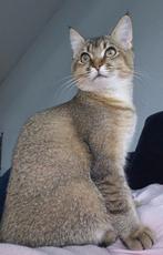 Laatste kitten mix mainecoon x britsekorthaar, Dieren en Toebehoren, Katten en Kittens | Raskatten | Korthaar, Poes, Ontwormd