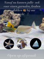 Zee aquarium vissen slaken zee sterren