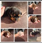 Prachtige American Bully pups, Dieren en Toebehoren, Honden | Bulldogs, Pinschers en Molossers, België, Particulier, Rabiës (hondsdolheid)