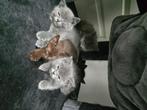 Kittens britse korthaar & ragdoll x, Meerdere dieren, Ontwormd, 0 tot 2 jaar