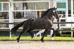 Zeer lieve 4 jarige drachtige friese 3de pr. stamboekmerrie, Dieren en Toebehoren, Paarden, Merrie, Gechipt, Zadelmak, 3 tot 6 jaar