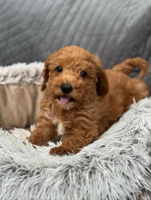 Mini doodle pups labradoodle mogen verhuizen, Dieren en Toebehoren, Honden | Chihuahua's en Gezelschapshonden, Meerdere dieren