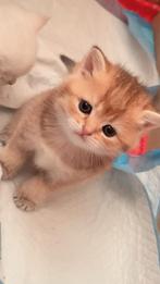 Britse Korthaar katten, Dieren en Toebehoren, Katten en Kittens | Overige Katten, Geslacht onbekend, Kortharig, 0 tot 2 jaar