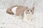 Lilac Bicolor Britse Korthaar kater, Poes, Gechipt, 0 tot 2 jaar