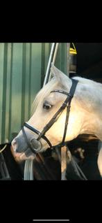 Hoofdstel maat COB, Ophalen of Verzenden, Dressuur