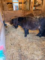 Zwart merrie drachtig, Dieren en Toebehoren, Pony's, Merrie, A pony (tot 1.17m), 0 tot 2 jaar
