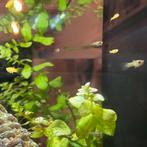 GRATIS! Jonge baby guppen!, Dieren en Toebehoren, Vissen | Aquariumvissen, Vis