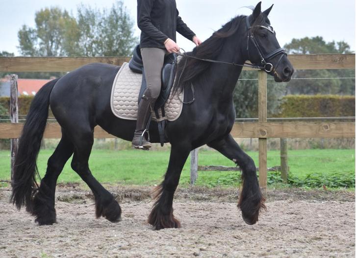 Bloedmooie, goudeerlijke 100 % correcte Friese dame, Dieren en Toebehoren, Paarden, Merrie, B, 160 tot 165 cm, 3 tot 6 jaar, Recreatiepaard
