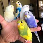 puppy parkietjes in diverse kleuren, Meerdere dieren, Parkiet, Pratend