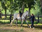 Weiland of stalling  GZ SPOEDSPOED, Dieren en Toebehoren, Stalling en Weidegang, Weidegang, 2 of 3 paarden of pony's
